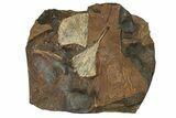 Two Paleocene Fossil Ginkgo Leaves - North Dakota #271077-1